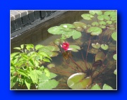 Zum Vergrern anklicken